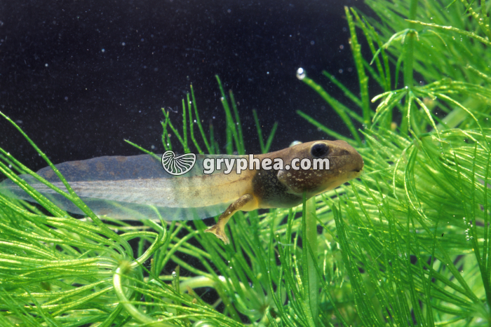 Grenouille rousse - Tétard  - stade 2 pattes  - gryphea.com